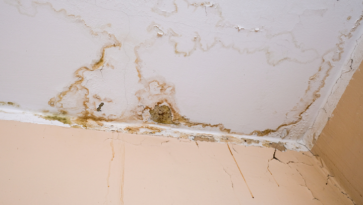 8 Unexpected Places Where Mould Can Infiltrate Your Office
