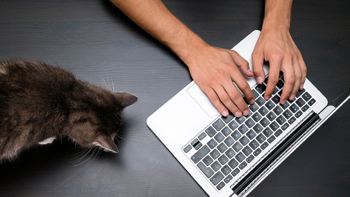 Tidy Up That Tail: Cleaning Tips for Pet-Friendly Offices