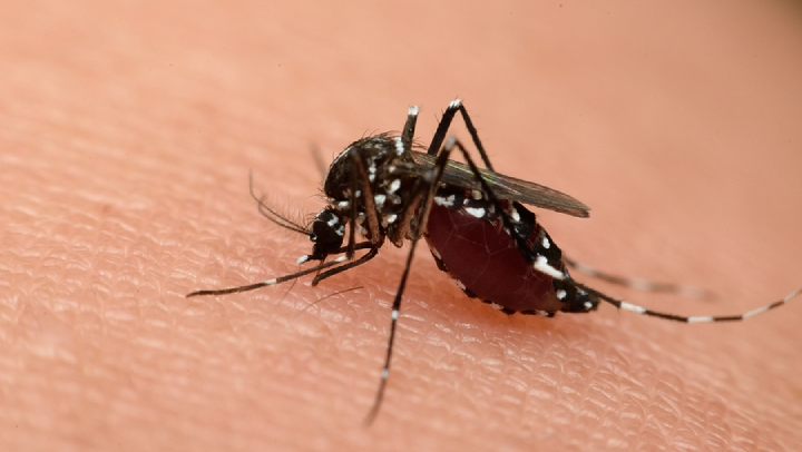 Dengue Cluster Nearby? How Offices Should React Fast