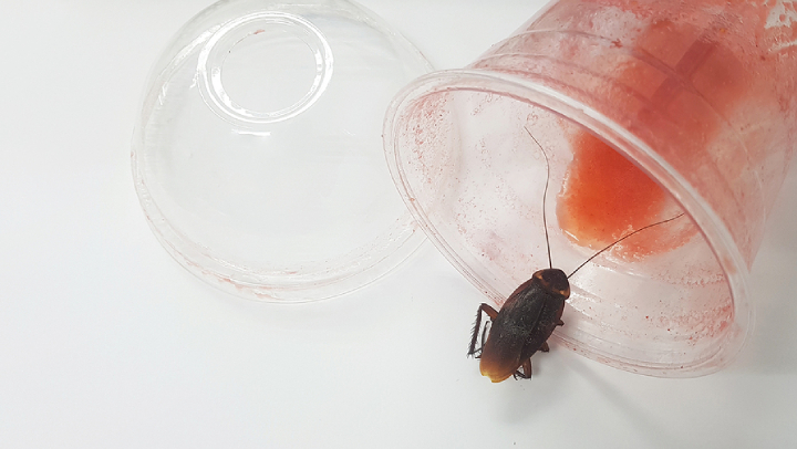 How Cockroaches Enter Your Office and What You Should Do